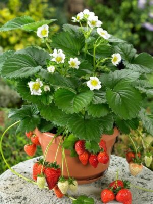 Braškė remontantinė "Beltran"