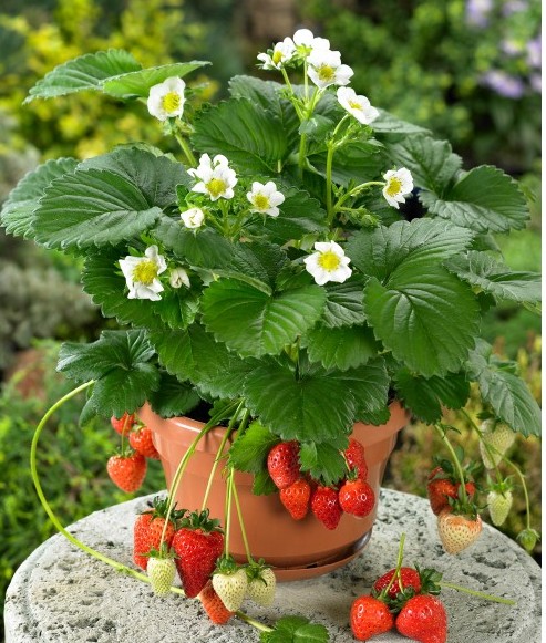 Braškė remontantinė "Beltran"