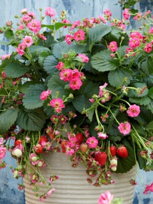 Braškė remontantinė "Summer Breeze Cherry"