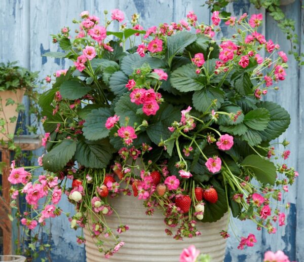 Braškė remontantinė "Summer Breeze Cherry"