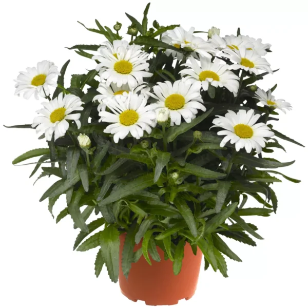 Baltagalvė "Western Star Leo"  (Leucanthemum maximum "Western Star Leo")
