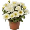 70088350-flower.png Baltagalvė "Western Star White Double Crux" (Leucanthemum maximum "Western Star White Double Crux")