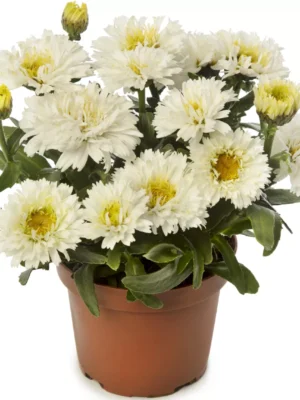 Baltagalvė  "Western Star White Double Crux" (Leucanthemum maximum "Western Star White Double Crux")
