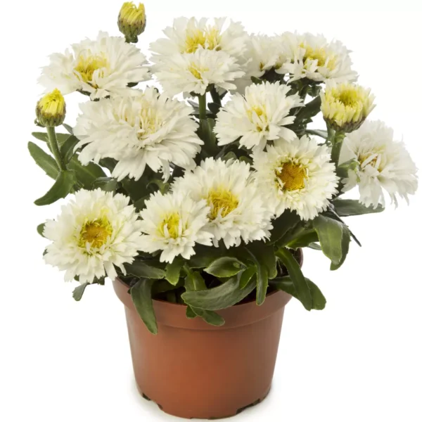 70088350-flower.png Baltagalvė "Western Star White Double Crux" (Leucanthemum maximum "Western Star White Double Crux")