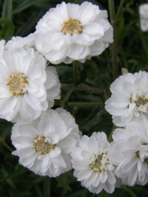Kraujažolė čiaudulinė „Noblessa” (Achillea „Noblessa”)