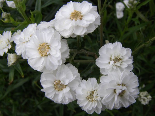 Kraujažolė čiaudulinė „Noblessa” (Achillea „Noblessa”)