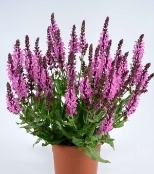 Šalavijas gojinis "Pink Nebula" (Salvia nemorosa "Pink Nebula")