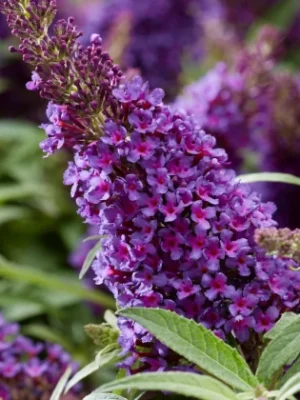 Budlėja "Butterfly Candy Purple" (Buddleja "Butterfly Candy Purple")