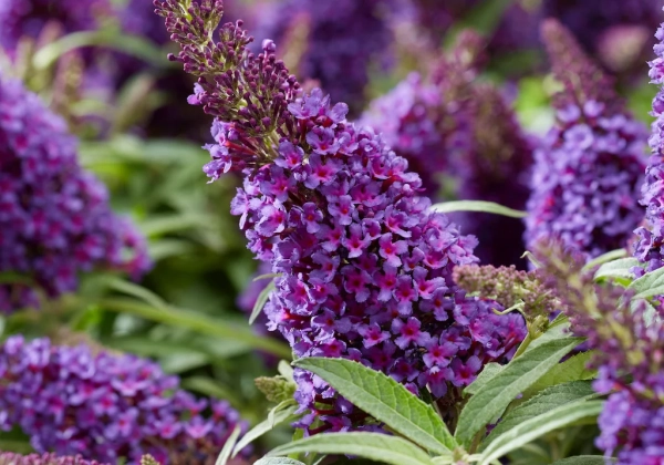 Budlėja "Butterfly Candy Purple" (Buddleja "Butterfly Candy Purple")