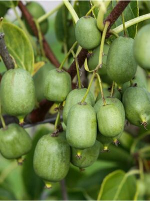 Aktinidija smailialapė "Nekita®" (Actinidia arguta "Nekita®")