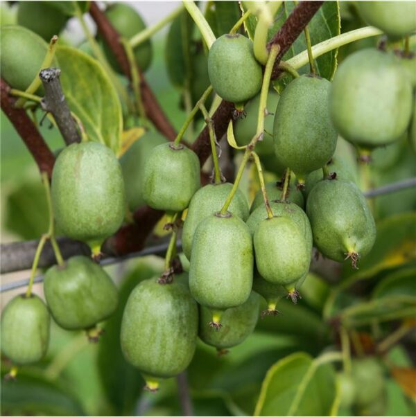 Aktinidija smailialapė "Nekita®" (Actinidia arguta "Nekita®")