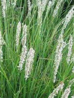 Mėlitas rudeninis (Sesleria autumnalis)