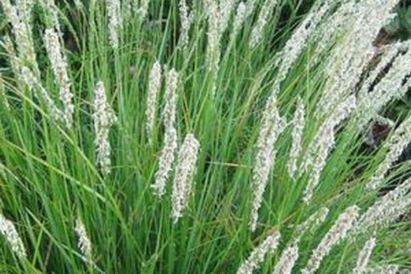 Mėlitas rudeninis (Sesleria autumnalis)