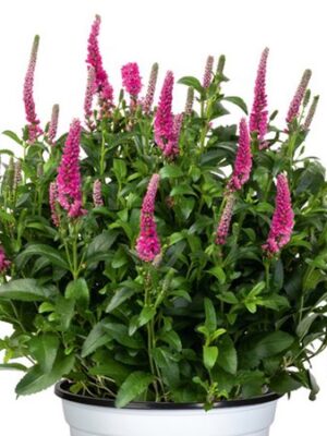 Veronika "Candela Hot Pink" (Veronica "Candela Hot Pink")