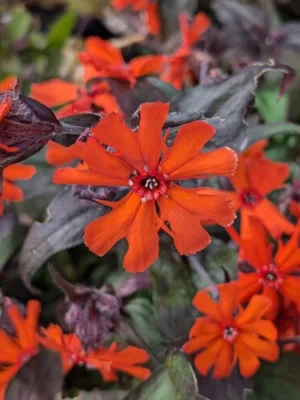 Gaisrena  hibr. „Vesuvius” (Lychnis x Arkwrightii „Vesuvius”)