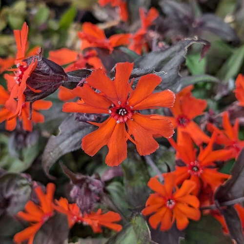 Gaisrena  hibr. „Vesuvius” (Lychnis x Arkwrightii „Vesuvius”)