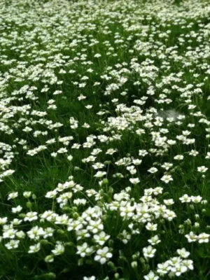 Baltagalvė  "Sweet daisy Rebecca" (Leucanthemum maximum "Sweet daisy Rebecca")