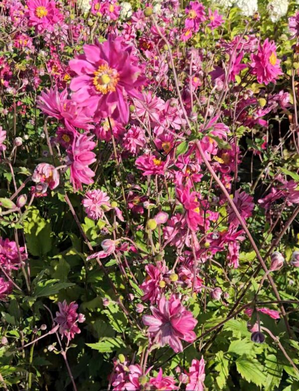 Plukė japoninė "Pamina"                (Anemone hupehensis "Pamina")