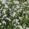 Kraujažolė čiaudulinė "Peter Cottontail" (Achillea "Peter Cottontail")
