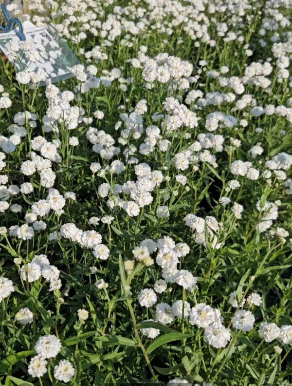 Kraujažolė čiaudulinė "Peter Cottontail" (Achillea "Peter Cottontail")