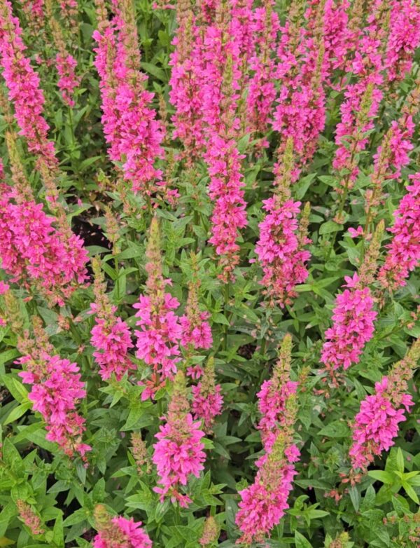Raudoklė paprastoji        "Little Robert"                 (Lythrum salicaria "Little Robert")