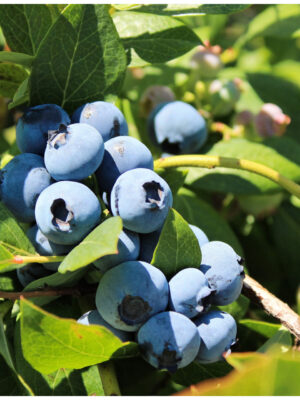 Šilauogė "Goldtraube"