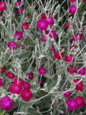 Baltagalvė  "Sweet daisy Rebecca" (Leucanthemum maximum "Sweet daisy Rebecca")