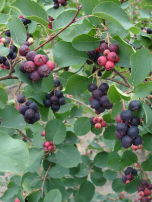 Medlieva "Foresburg" (skiepyta)