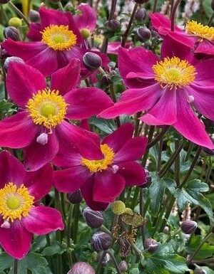 Plukė "Fantasy Ariel" (Anemone "Fantasy Ariel")