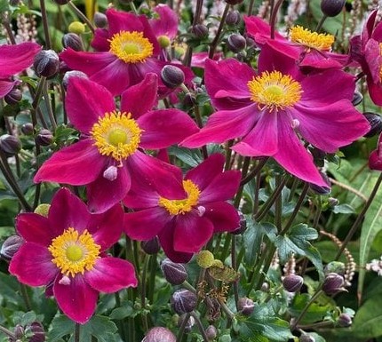 Plukė "Fantasy Ariel" (Anemone "Fantasy Ariel")