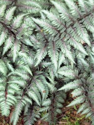 Blužniapapartis "Silver Falls" (Athyrium nipponicum "Silver Falls")