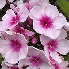 Flioksas "Bright Eyes" (Phlox paniculata "Bright Eyes")
