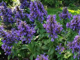 Katžolė "Neptune" (Nepeta hybrida "Neptune")