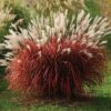 Miskantas kininnis "Lady in Red" (Miscanthus sinensis "Lady in Red")