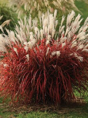 Miskantas kininnis "Lady in Red" (Miscanthus sinensis "Lady in Red")