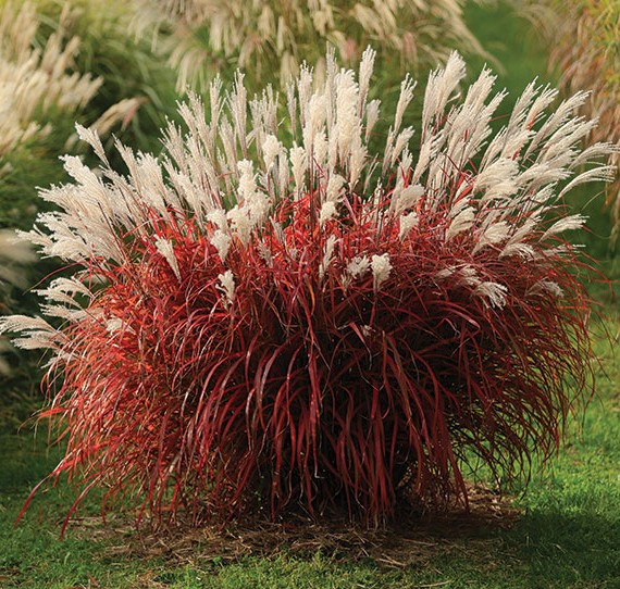 Miskantas kininnis "Lady in Red" (Miscanthus sinensis "Lady in Red")
