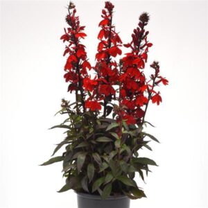 Lobelija „Fanship Scarlet Bronze Leaf” (Lobelia speciosa „Fanship Scarlet Bronze Leaf”)