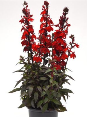Lobelija „Fanship Scarlet Bronze Leaf” (Lobelia speciosa „Fanship Scarlet Bronze Leaf”)