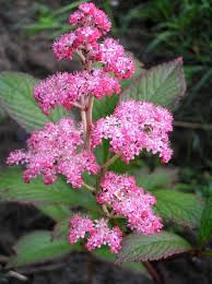 Rodžersija "Chocolate Wings" (Rodgersia "Chocolate Wings")