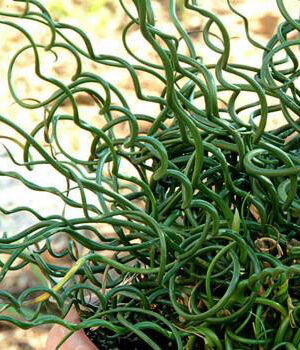 Baltagalvė  "Sweet daisy Rebecca" (Leucanthemum maximum "Sweet daisy Rebecca")