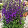 Lobelija "Fanship Blue" (Lobelia speciosa "Fanship Blue")