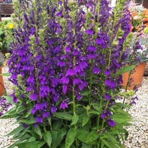 Lobelija "Fanship Blue" (Lobelia speciosa "Fanship Blue")