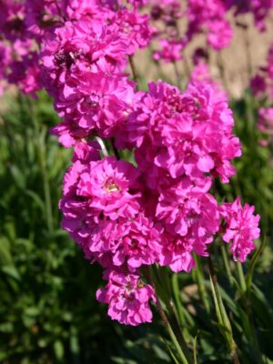 Gaisrena smaliūkinė "Plena" (Lychnis viscaria "Plena")