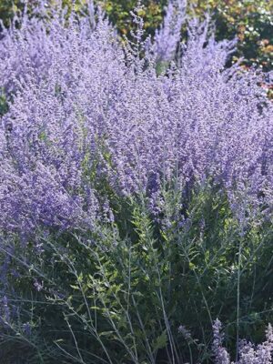 Melėsas "Blue Spire" (Perovskia "Blue Spire")