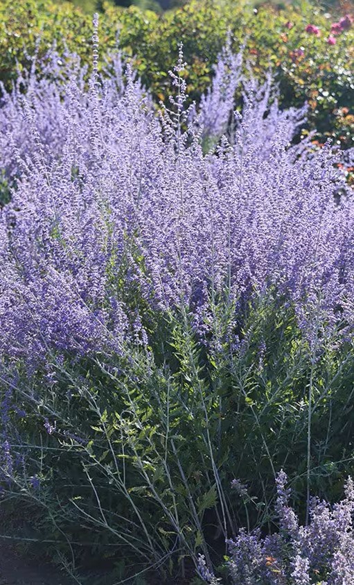 Melėsas "Blue Spire" (Perovskia "Blue Spire")