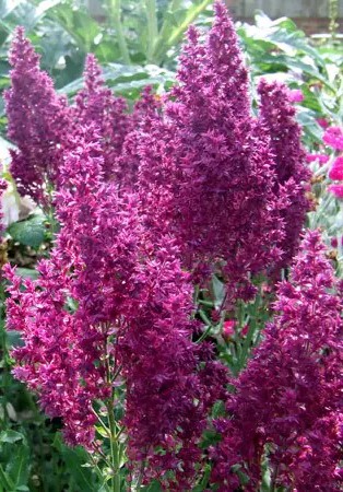 Šalavijas gojinis "Schwellenburg" (Salvia nemorosa "Schwellenburg")