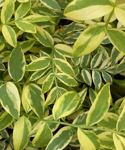 Palemonas "Golden Feathers" (Polemonium "Golden Feathers")