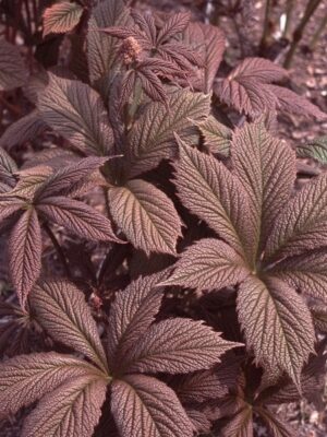 Rodžersija "Chocolate Wings" (Rodgersia "Chocolate Wings")