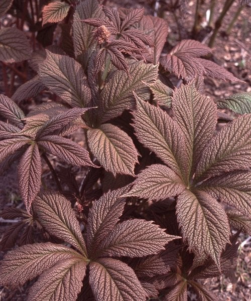 Rodžersija "Chocolate Wings" (Rodgersia "Chocolate Wings")
