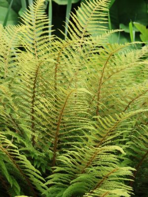 Blužniapapartis  "Rotstiel’" (Athyrium filix - femina  "Rotstiel")